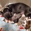 Chihuahua puppies born August 5 health guarantee @ready to go