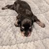 Twix miniature schnauzer 