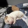 Poodle puppies for sale