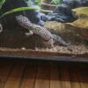 Leapard gecko male for sale