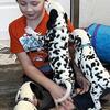 AKC Dalmatian puppies, LUA
