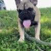 AKC 5 month old Fluffy Carrier French Bulldog puppies