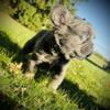 Full Fluffy Frenchie Puppy AKC