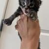Our newest Maine Coon litter 