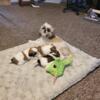 Gorgeous shih tzu puppies all ready