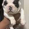 Exotic bully pups