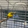 Beautiful Border Canary