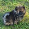 FOR SALE 1 male pomeranian puppies