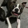 AKC Health Tested Boston Terrier Stud