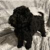 Elsa the goldendoodle