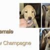 Akc labs Champagne, charcoal, chocolate