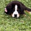 Bernese Mountian  Dog Pup Australian Mountian  Dog Puppy