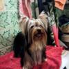 2 Yorkshire Terrier Females available