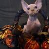 CFA Sphynx Kittens 