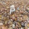 AKC Labrador Retriever Puppies