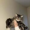 GORGEOUS DBE MAINECOOON KITTEN 740-979-9668 Tica parents r health tested