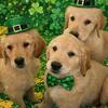Golden puppies