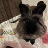 Lionhead Bunny