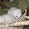 Scottish fold white kitten male folded and straight ears