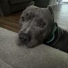 Liberty- 3 year old American Bully