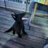 Belgian Sheepdog puppy. Male.  4.5 months old.