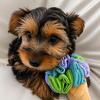 Maltese x Yorkie Morkie Puppies