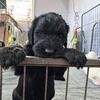 Giant Schnoodles