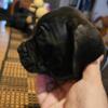 Four Cane Corso pups ready for their forever home