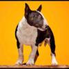 Miniature Bull Terriers *TOP QUALITY*