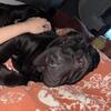 Akc male for stud