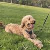 Goldendoodle Rehoming