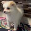 Pom puppies 