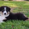 AKC Australian Shepherd puppy