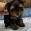 Adorable Yorkie Puppy