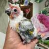 Sun conures babies available