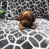Cockapoo Puppies-F1B