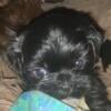 2 Female Shih Tzu Puppies For Sale