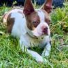 RARE "LILAC" BOSTON TERRIER MALE PUP