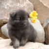 Keeshond AKC Puppies