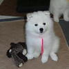 American Eskimo Puppies Champion Bloodline AKC registered READY FOR ADOPTION Spitz