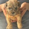Shih poo & yorkie poo & Shih tzu 
