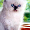 Persian, Himalayan, Chinchilla Kittens for Sale.