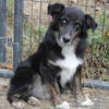 Australian Shepherd male 