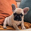 AKC frenchie female