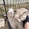 American XL Bully Mix Puppies 🐶 8 Available – San Antonio