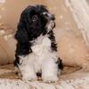 Shihpoo