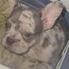 French Bulldog Puppies