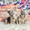 Beautiful French bulldog puppies