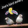 Gouldian finches