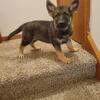 German sherpherd puppies  ready for a home contact num.4134262935
